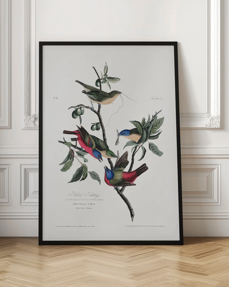 Vintage Painted Bunting Botanical Bird Illustration Digital Download