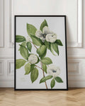 Botanical White Blossoms Digital Art Print