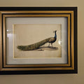 Vintage Peacock Digital Art Print