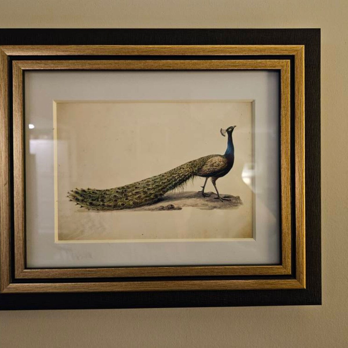 Vintage Peacock Digital Art Print