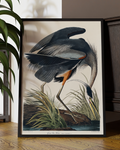 Vintage Great Blue Heron Botanical Illustration