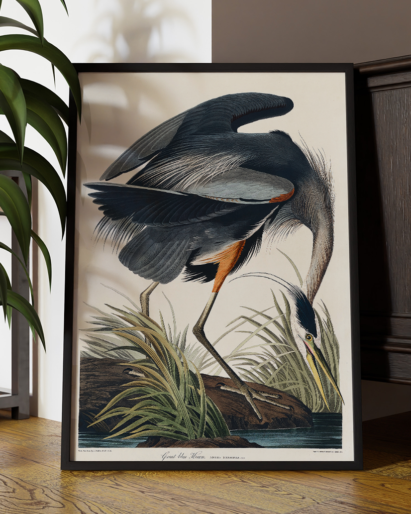 Vintage Great Blue Heron Botanical Illustration