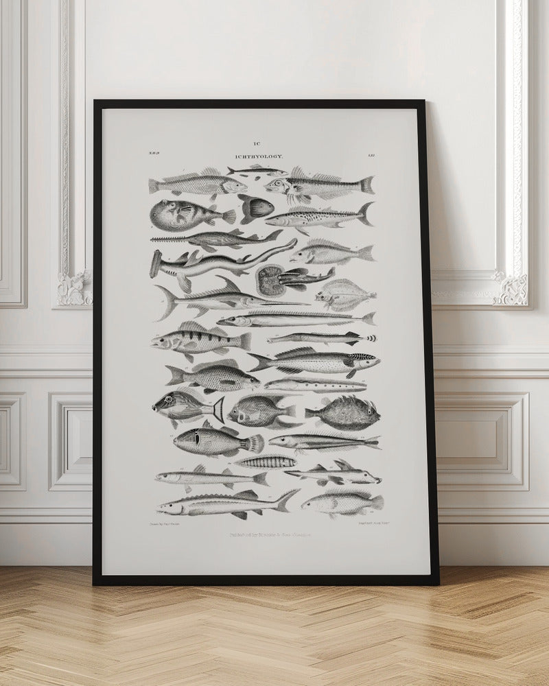 Vintage Ichthyology Fish Species Chart Digital Print