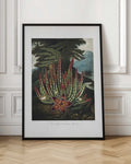 Vintage Botanical Stapelia Illustration Digital Download
