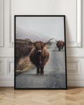 Highland Cattle Digital Art Print