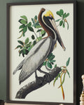 Vintage Brown Pelican Botanical Illustration