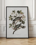 Vintage Band-Tailed Pigeon Botanical Illustration Digital Download