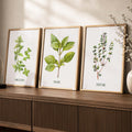 Botanical Herb Trio Digital Print