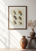 Vintage Salmon Flies Illustration Digital Art